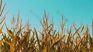 有机玉米田干熟玉米的农业生活方式。 概念玉米收获农业天然产品